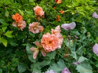 20210624 0019 : Onze tuin