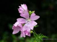 20210630 0013 : Planten, Mijn planten, Malva