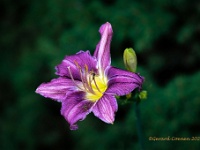 20210711 0016 : Planten, Mijn planten, Hemerocallis