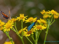 20210711 0074 : Dieren, Vlinders, Kleine vuurvlinder, Metaalvlinder