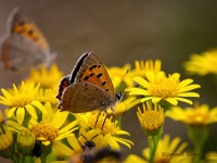 20210711 0092 : Dieren, Vlinders, Kleine vuurvlinder