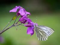 202205051728 : Dieren, Judaspening, Klein geaderd witje, Lunaria, Planten, Planten bloemen bomen, Vlinders, Witjes