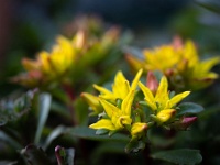 202205061768 : Planten, Planten bloemen bomen, Sedum, Sedum kamschaticum, Vaste planten, Vetkruid