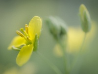 202205081812 : Groenten, Planten, Planten bloemen bomen, Rucola