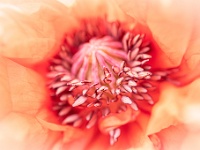 202205111906 : Papaver, Planten, Planten bloemen bomen, Vaste planten