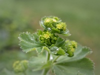 202205121939 : Alchemilla mollis, Planten, Planten bloemen bomen, Vaste planten, Vrouwenmantel