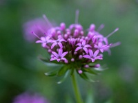 202205162006 : Perzisch kruisjesmunt, Phuopsis stylosa, Planten, Planten bloemen bomen, Vaste planten