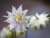 202205162037 : Akelei, Aqiulegia, Planten, Planten bloemen bomen, Vaste planten