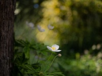 Mijn tuin