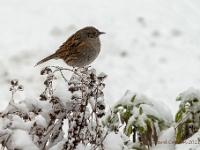 20210208 0043 : Heggenmus