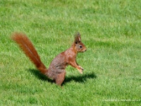 20210418 0005 : Dieren, Eekhoorn