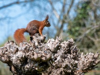 20210418 0023 : Dieren, Eekhoorn