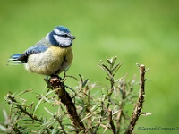 20210418 0038 : Dieren, Vogels, Mezen, Pimpelmees