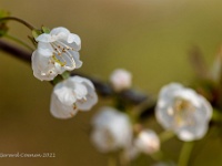 20210418 0072 : Planten, Mijn planten, Prunus