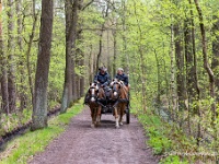 20210502 0037 : Plaatsen, Belgie, Hamont-Achel, Beverbeekse Heide, Wandelingen, Beverbeekse Heide gele route