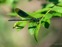 20210530 0125 : Wandelingen, Hamont-Achel, Belgie, Weidebeekjuffer, Libellen, Dieren