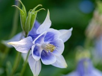 20210601 0011 1 : Aquilegia, Mijn planten, Planten