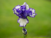 20210603 11 15 focusstacking : Iris