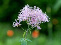 20210605 0103 : Thalictrum, Mijn planten, Planten