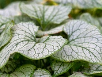 20210605 0106 : Brunnera, Mijn planten, Planten