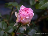 20210605 0210 : Rosa, Mijn planten, Planten