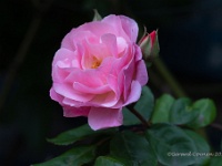 20210605 0214 : Rosa, Mijn planten, Planten