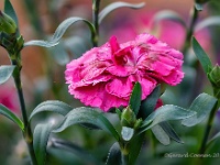 20210605 1 31 focusstacking : Dianthus, Mijn planten, Planten