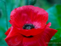 20210605 160 170 focusstacking : Papaver, Mijn planten, Planten