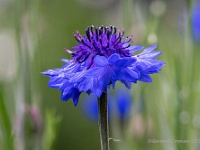 20210605 171 200 focusstacking : Centaurea, Mijn planten, Planten