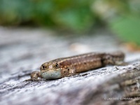20210606 0258 : Levendbarende hagedis, Hagedissen, Dieren