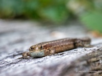 20210606 0258 : Levendbarende hagedis, Hagedissen, Dieren