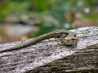 20210606 116 121 focusstacking : Levendbarende hagedis, Hagedissen, Dieren