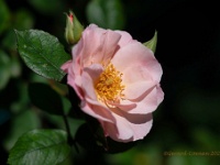 20210607 0356 : Planten, Mijn planten, Rosa