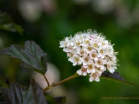 20210607 0370 : Physocarpus opulifolium, Mijn planten, Planten