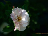 20210608 0013 : Rosa, Mijn planten, Planten