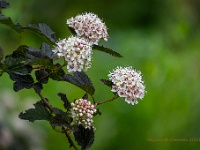 20210608 19 48 focusstacking : Physocarpus opulifolium, Mijn planten, Planten