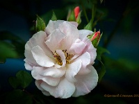 20210608 203 232 focusstacking : Planten, Mijn planten, Rosa