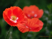 20210617 0155 : Planten, Mijn planten, Papaver