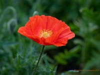 20210617 88 117 focusstacking : Planten, Mijn planten, Papaver