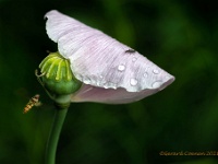 20210621 0012 : Planten, Mijn planten, Papaver