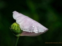 20210621 0014 : Planten, Mijn planten, Papaver