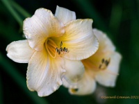 20210711 0001 : Planten, Mijn planten, Hemerocallis