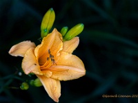 20210711 0010 : Planten, Mijn planten, Hemerocallis