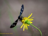 20210711 0117 1 : Dieren, Vlinders, Phegeavlinder