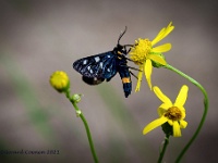 20210711 0123 : Dieren, Vlinders, Phegeavlinder