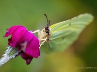 20210718 0081 : Dieren, Vlinders, Citroenvlinder