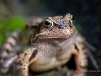 20210802 0093 : Dieren, Kikkers, Bruine kikker