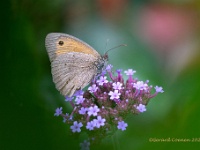 20210805 0008 : Dieren, Vlinders, Zandoogjes, Bruin zandoogje