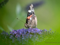 20210805 0013 : Dieren, Vlinders, Atalanta