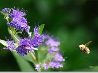 Hommel 20070915_06 filtered-1